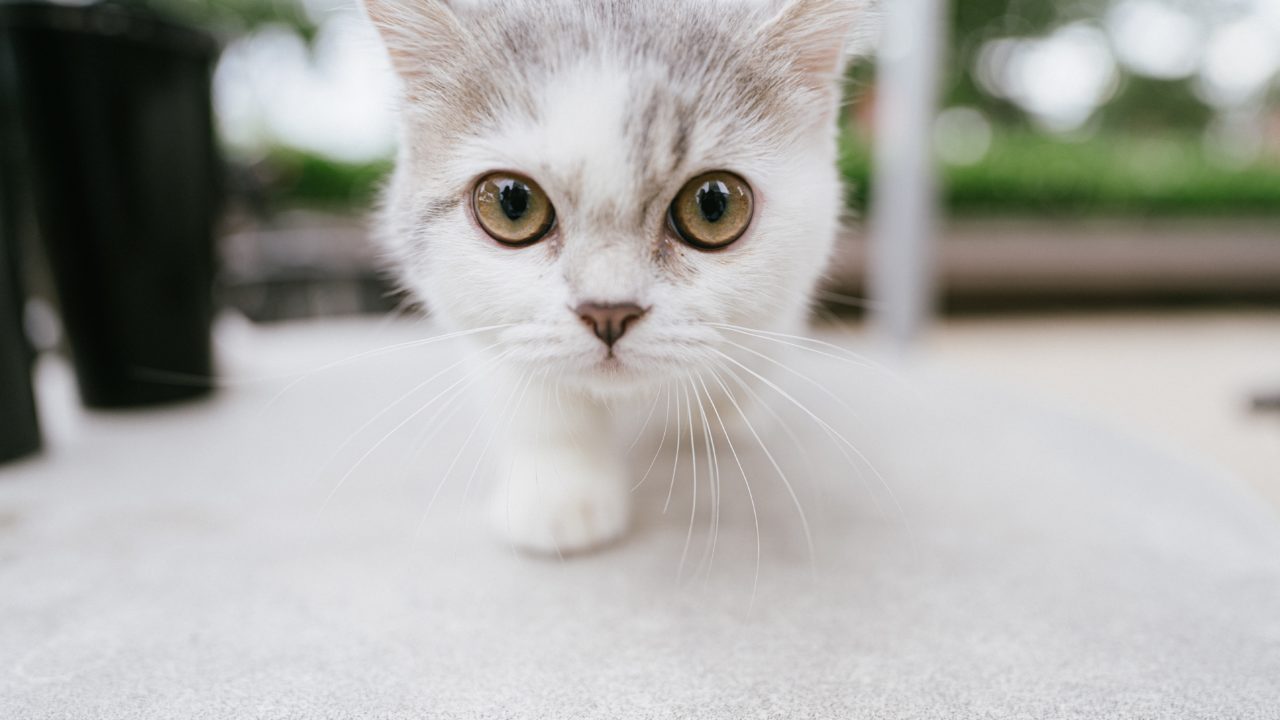 猫を飼うメリット デメリット 不安も解消 ヒコタブログ